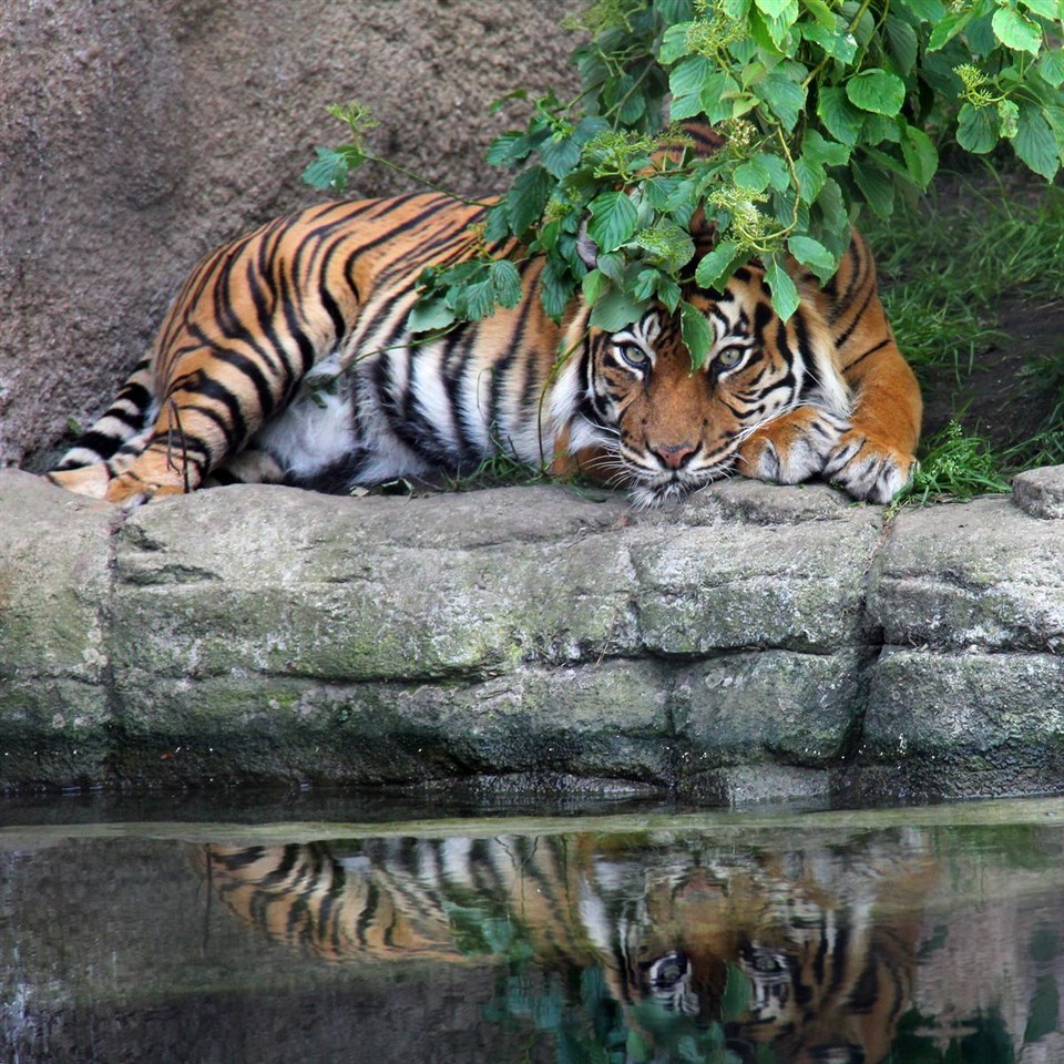 Copyright: Aalborg Zoo